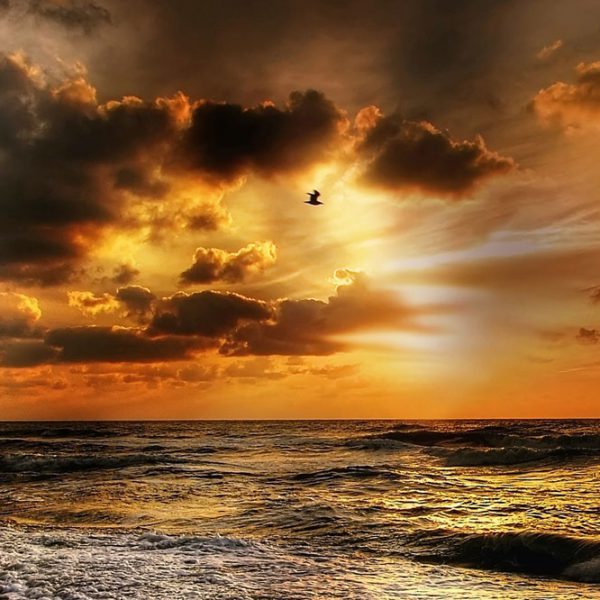 Sonnenuntergang am Meer mit goldenen Wolken und einem Vogel im Bild