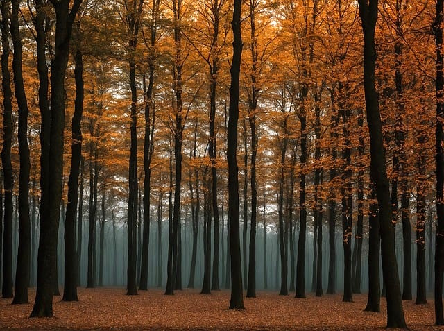 Herbstwald, abends