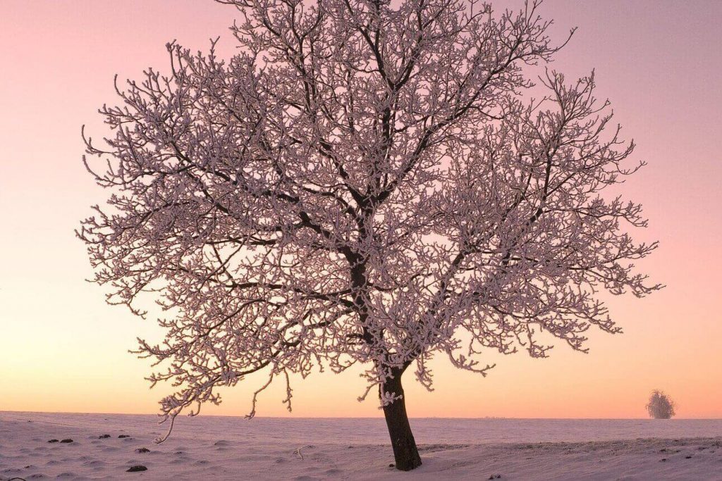 Baum Winterlandschaft