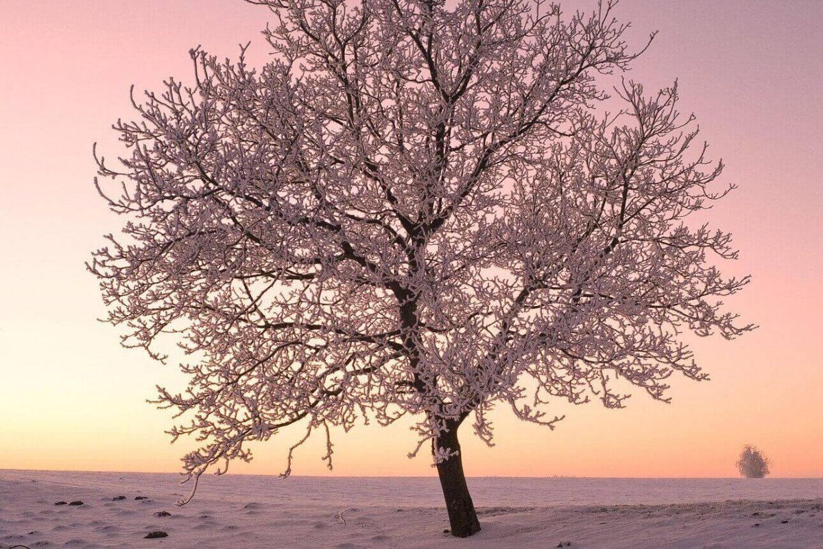 Baum Winterlandschaft