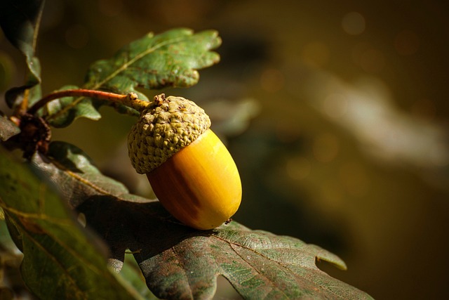 Eichel am Baum mit Blatt